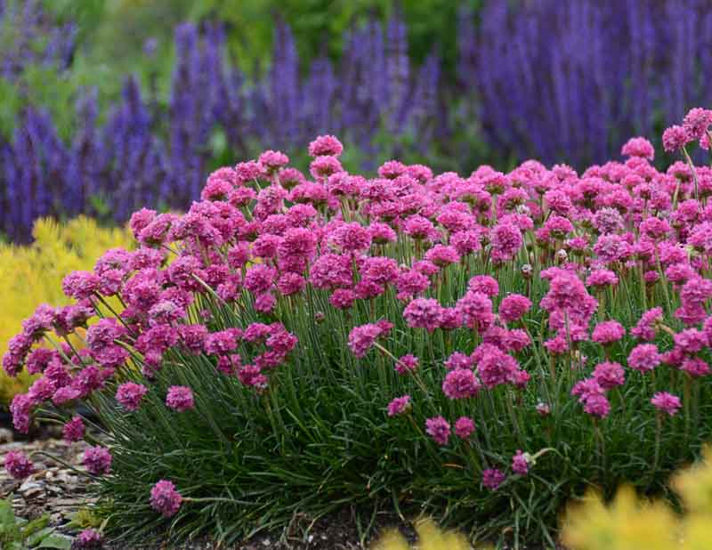Квітники в тіні: які багаторічники цвітуть усе літо без сонця