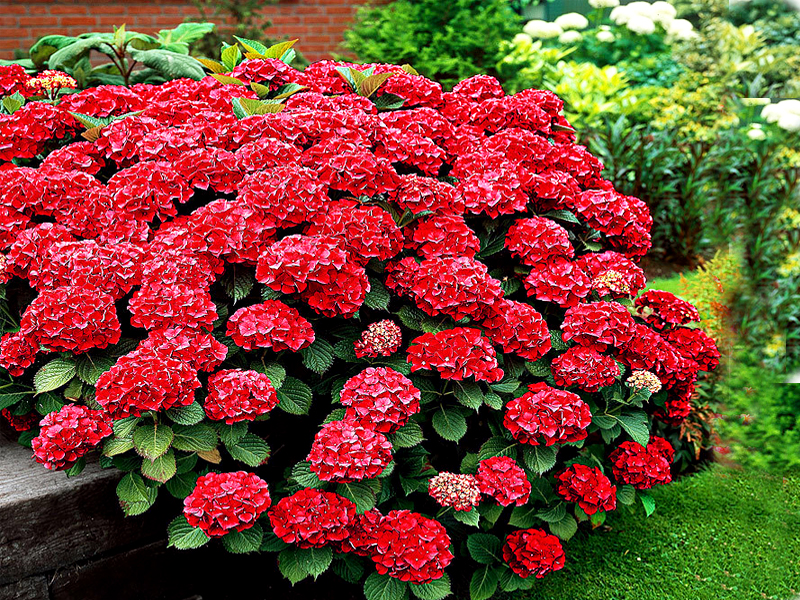 Найкращі багаторічні квіти, які цвітуть ціле літо