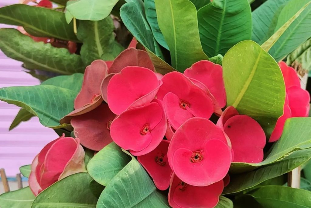 Невибагливі кімнатні рослини, які цвітуть без складного догляду