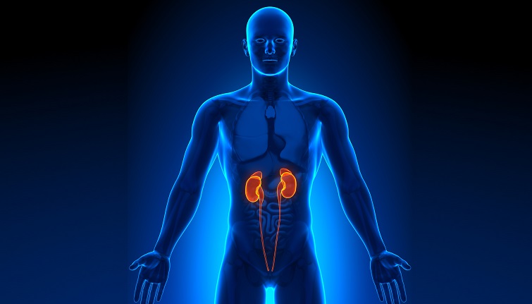 Чому можуть боліти нирки