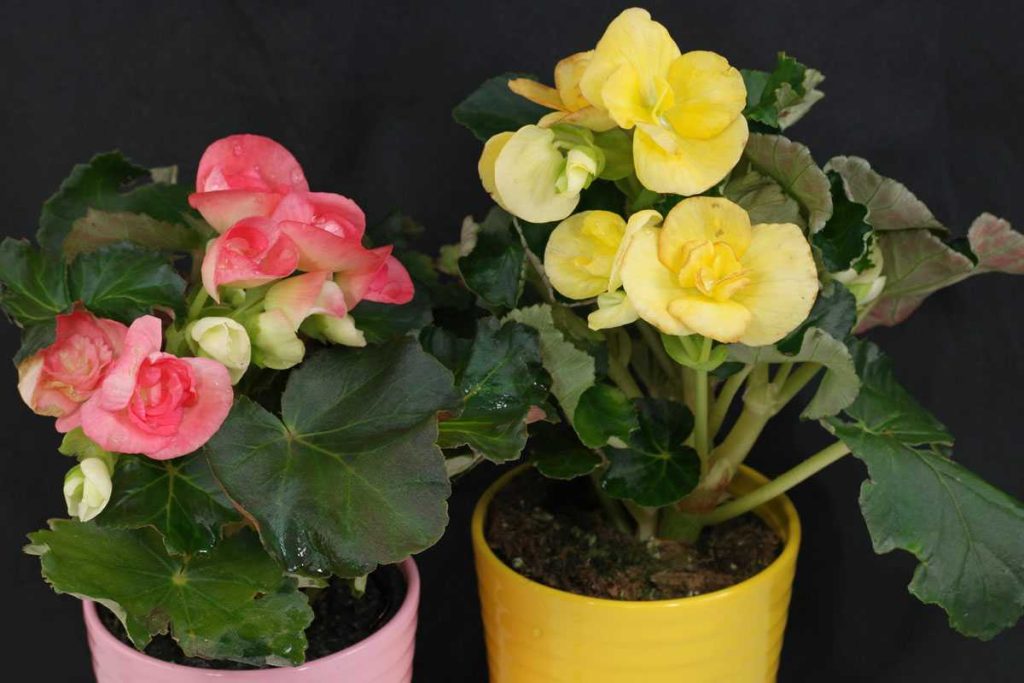 Тіньолюбиві кімнатні рослини, які теж цвітуть