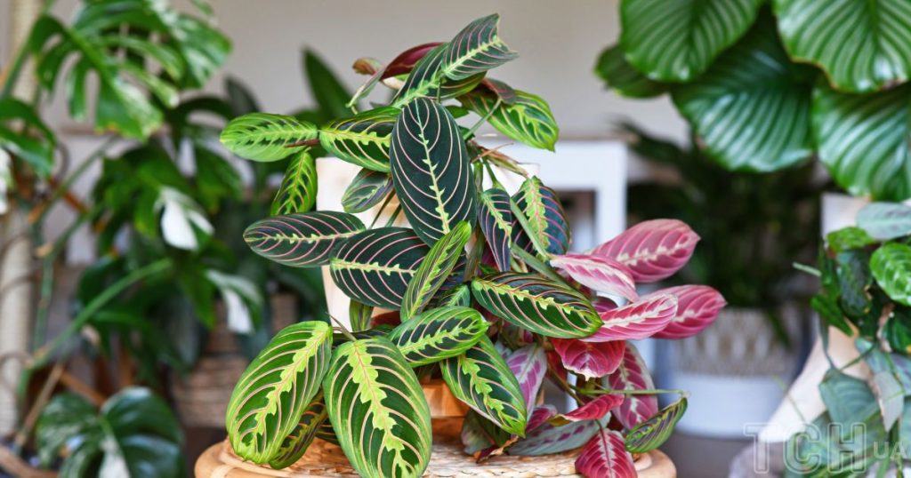 Невибагливі кімнатні квіти: вибір для тих, хто завжди поспішає