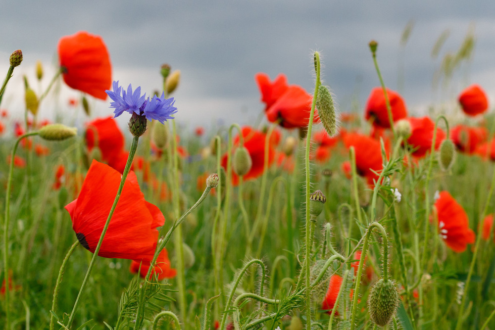 Де ростуть польові квіти та як змінюються з сезонами
