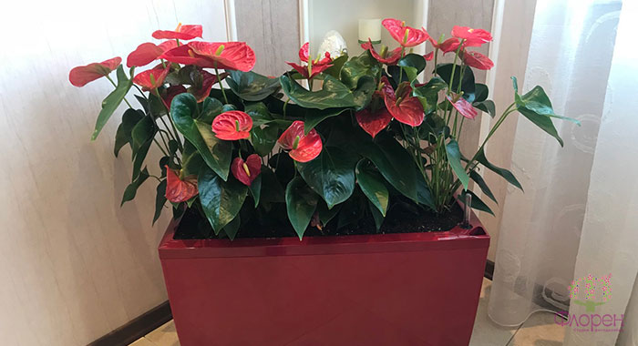 Догляд за тіньолюбними рослинами