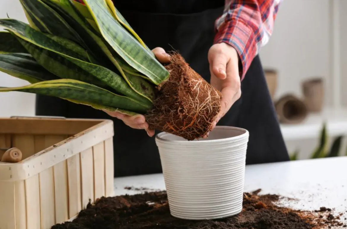 коли пересаджувати кімнатні квіти