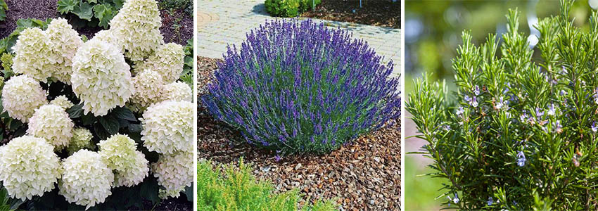 Багаторічні квіти, які довго тримають форму