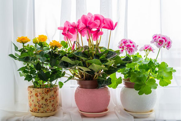 Квітучі кімнатні рослини для яскравого акценту